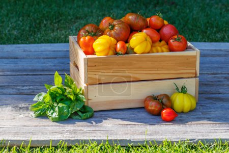 Foto de Tomates surtidos en caja rústica y albahaca de jardín fresco - Imagen libre de derechos