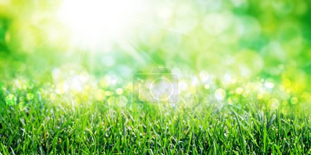 Sunny green foliage bokeh background with green grass. Ideal summer backdrop