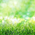 Sunny green foliage bokeh background with green grass. Ideal summer backdrop