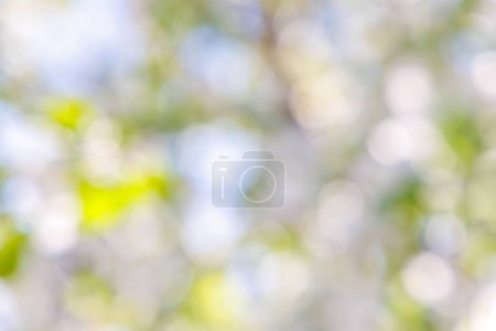 Photo for Sunny green foliage bokeh background. Ideal summer backdrop - Royalty Free Image