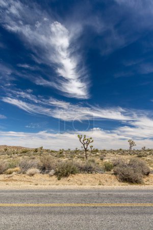 Ein atemberaubendes Foto des Joshua Tree Nationalparks, das die einzigartige Landschaft und Schönheit der Mojave-Wüste zeigt