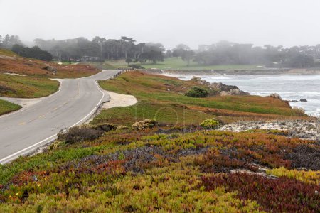 Un cautivador paisaje costero con el majestuoso océano y abetos imponentes a lo largo de la pintoresca 17-Mile Drive en California