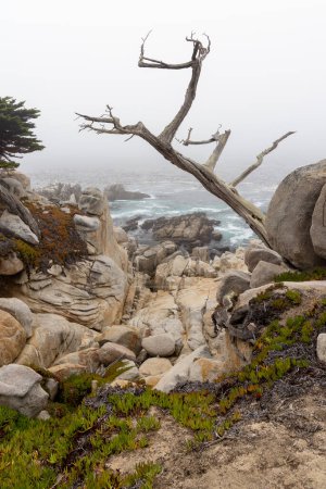 A captivating coastal landscape featuring the majestic ocean and towering fir trees along the scenic 17-Mile Drive in California