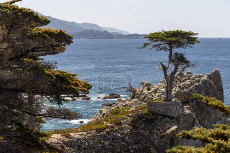 Un cautivador paisaje costero con el majestuoso océano y abetos imponentes a lo largo de la pintoresca 17-Mile Drive en California