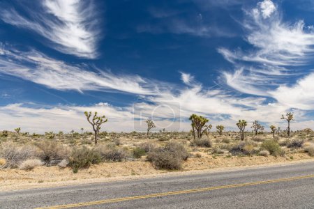Une photo à couper le souffle du parc national Joshua Tree, mettant en valeur le paysage unique et la beauté du désert de Mojave