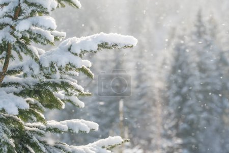Photo for Beautiful winter scenery with snow falling on a spruce tree branch close-up. Snowfall in a winter spruce forest at sunny day. Snowflakes slowly flying in air at sunny cold winter day. Christmas time - Royalty Free Image