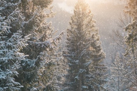 Photo for Beautiful winter scenery with snow falling in spruce forest at sunset. Snowfall in a winter spruce forest at sunny day. Snowflakes slowly flying in air at sunny cold winter day. Christmas time - Royalty Free Image