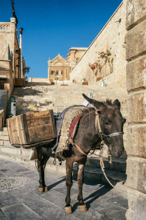Téléchargez les photos : Donkey gardant des ordures debout dans les rues historiques de la vieille ville de Mardin, en Turquie. L'âne du nettoyeur de rue attend son propriétaire, Mardin - en image libre de droit