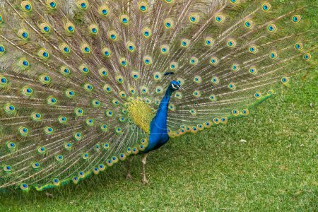 Foto de Un pavo real azul abanicando su cola sobre hierba verde. Pavo real mostrando sus hermosas plumas. Ritual natural de cortejo. Fanned plumaje de pájaro. - Imagen libre de derechos