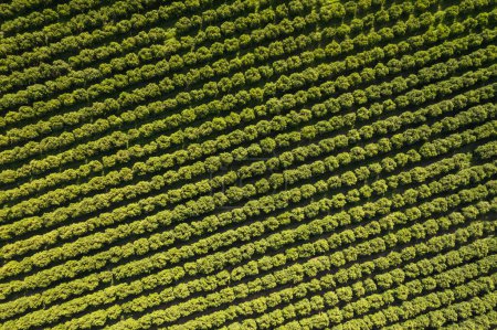 Photo for Top down view of orchards with fruit trees. Beautiful regular lines of fresh green trees from above. Drone footage aerial view of a fruit garden. Agricultural abstract background - Royalty Free Image