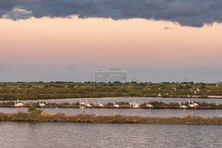 Photo for Greater Flamingos Phoenicopterus roseus in Ria Formosa national park, Algarve, Portugal. Wild flamingos birds in salt lagoons near Tavira town at sunset, Algarve region, Portugal - Royalty Free Image