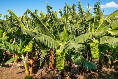 Photo for Tenerife banana plantations in Tenerife, Canary islands, Spain. Green bananas growing on trees. Green tropical banana leaves and fruits on banana plantation. Agriculture and banana production concept - Royalty Free Image
