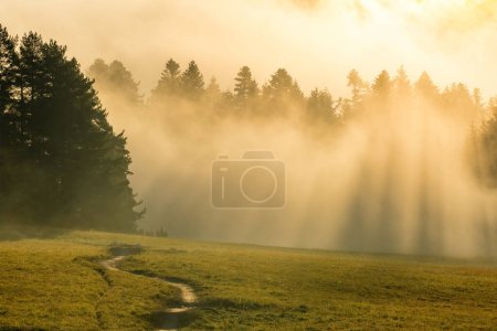 Téléchargez les photos : Matin brumeux dans une forêt d'épinettes. Brouillard matinal dans une belle forêt d'automne au lever du soleil - en image libre de droit