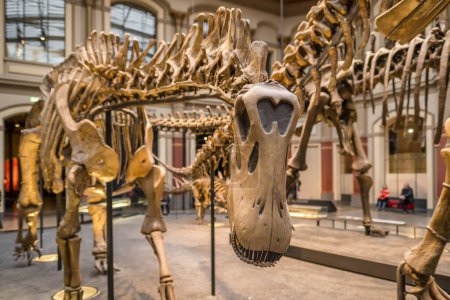 Un esqueleto de dinosaurio en el Museo de Historia Natural Museo de la piel Naturkunde, MfN, Naturkundemuseum o Humboldt-Museum, Berlín, Alemania.