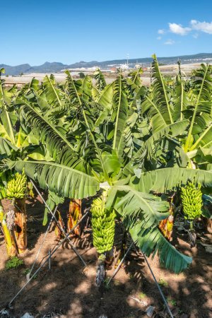 Photo for Tenerife banana plantations in Tenerife, Canary islands, Spain. Green bananas growing on trees. Green tropical banana leaves and fruits on banana plantation. Agriculture and banana production concept - Royalty Free Image