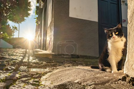 Photo for A beautiful black and white cat basking in the sun on a sidewalk. A cute domestic cat street portrait. - Royalty Free Image