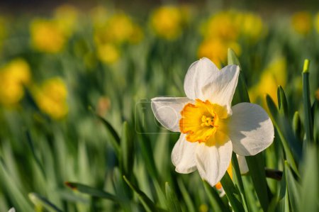 Photo for Beautiful spring daffodil flower in full bloom close-up. Flowerbed of daffodils with yellow blooms in a spring garden. Vibrant Easter background. Narcissus flower close-up - Royalty Free Image