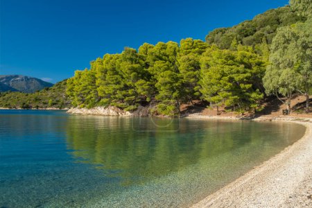 Photo for Beautiful Skinos beach with pine trees forest on Ithaki island, Kefalonia, Ionian sea, Greece. Still shot. Paradise bay with crystal clear water of Skinos on Ithaca island. - Royalty Free Image