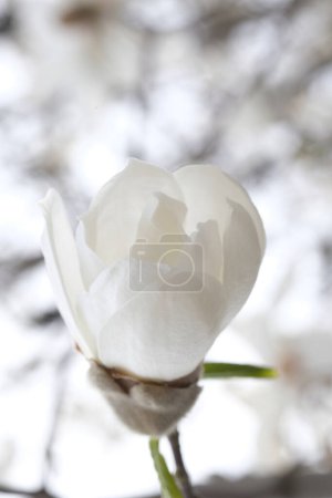 Foto de Brote de flor de magnolia blanca en una rama. Parque de primavera. Ramas sin hojas. - Imagen libre de derechos
