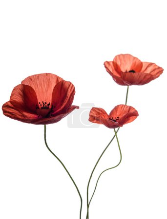 Photo for Bouquet of red poppies isolated on white background. Field wild flowers.Spring time. - Royalty Free Image