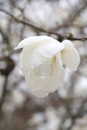 Foto de Brote de flor de magnolia blanca en una rama. Parque de primavera. Ramas sin hojas. - Imagen libre de derechos