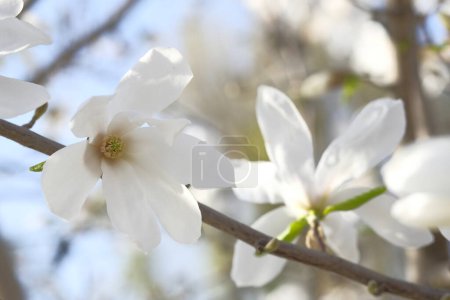 Foto de Brotes de flores de magnolia blanca en una rama. Parque de primavera. Ramas sin hojas. - Imagen libre de derechos