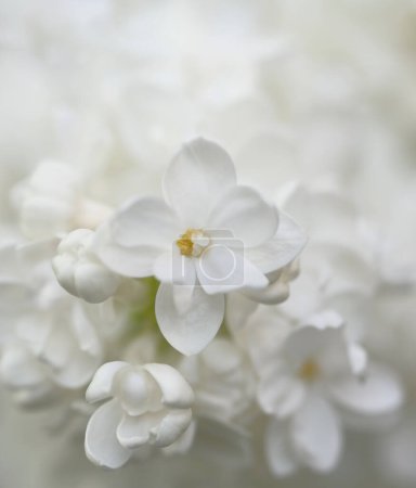 Téléchargez les photos : Inflorescence white. Flowers with yellow centers. macro photography. - en image libre de droit