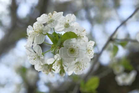Photo for Inflorescence of apple white flowers. Globular inflorescence. Blooming Spring time. Orchard. - Royalty Free Image