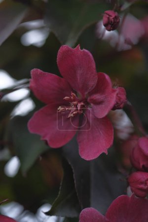 Photo for A red flower of an apple tree on a background of young leaves. Close up. Spring bloom. - Royalty Free Image