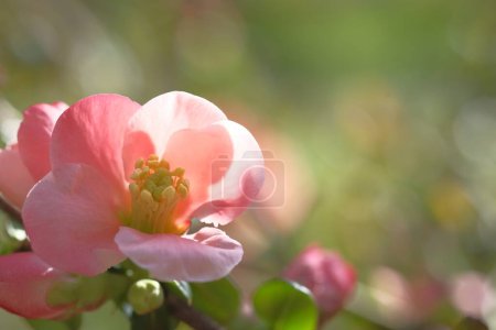 Photo for Apple blossom is pink. Tree branches. Blooming Spring time. - Royalty Free Image