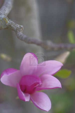 Photo for Pink magnolia flower blooms in spring. It's spring time. Beautiful flowers. - Royalty Free Image