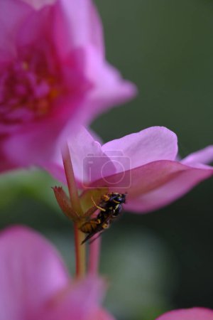 Photo for A wasp sits on a stem under a pink flower. A wasp pollinates a flower. Summer life. - Royalty Free Image