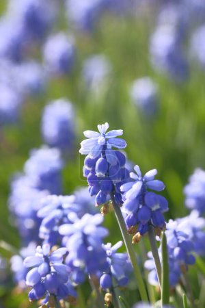 Photo for Grape hyacinths are small blue bells. Flower field. Summer time. - Royalty Free Image