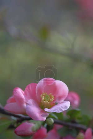 Photo for Pink apple flowers in the shade. Blooming. Spring. - Royalty Free Image