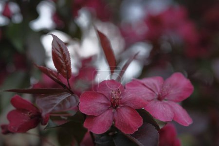 Photo for Two large apple-red flowers on a branch. Spring time. Orchard. - Royalty Free Image
