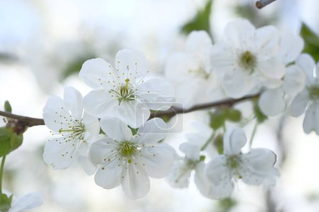 Photo for White apple flowers are plentiful on the branch. Blooming Spring time. Orchard. - Royalty Free Image