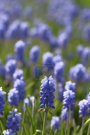 Photo for Grape hyacinths on a blurred background. Flower field. Summer time. - Royalty Free Image