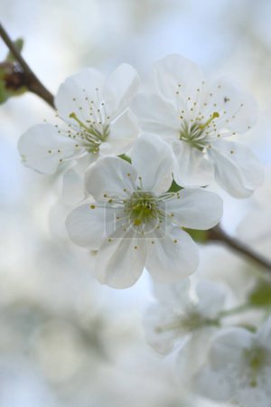 Photo for White apple flowers and green leaves on a branch. Blooming Spring time. Orchard. - Royalty Free Image