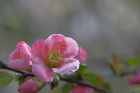 Photo for Pink apple flowers on branches with green leaves. Blooming? Spring. - Royalty Free Image