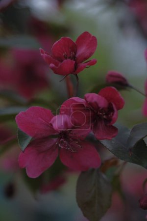 Photo for Apple blossom. Red petals. Blurred green background - Royalty Free Image