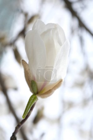 Photo for Bud of white magnolia on the background of the spring sky. Twigs without leaves. Spring. - Royalty Free Image