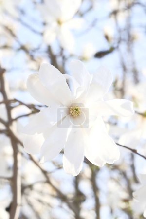 Photo for White magnolia flowers on the background of bright blue sky. Spring warmth. Sunny day. - Royalty Free Image