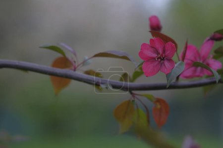 Photo for Apple branch with red flowers on blurred background. Blooming. Orchard - Royalty Free Image