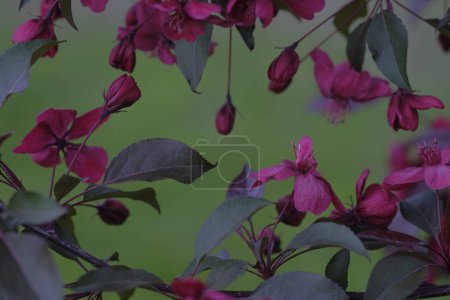 Photo for Apple red flowers on branches in the form of a frame. Spring time. Orchard. - Royalty Free Image
