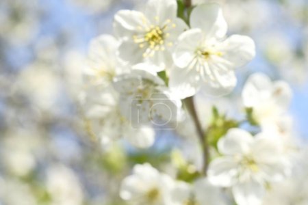 Photo for White apple blossoms are lit by the sun. Blooming Spring time. Orchard. - Royalty Free Image