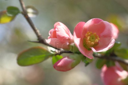 Photo for Apple pink flowers on a blurred background. Blooming Spring time. - Royalty Free Image