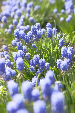 Photo for Grape hyacinths with a blurred front. Flower field. Summer time. - Royalty Free Image