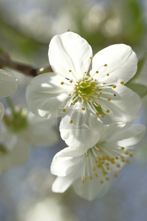Photo for White apple blossoms illuminated by the sun. Two flowers. Blooming. Spring time. Orchard. - Royalty Free Image