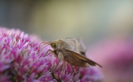 Photo for Butterfly and clover flower on blurred background. A wild life - Royalty Free Image