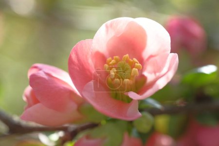 Photo for Pink apple flowers illuminated by the sun. Blooming? Springtime. - Royalty Free Image